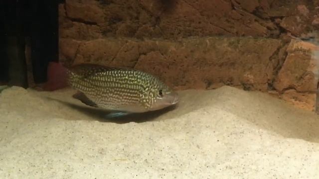 Oreochromis Tanganicae F1 Male Constracting Territory - PISCES