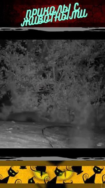 приколы с животными / смешные коты / смешные собаки / приколы с котами /новые приколы #shorts смотреть онлайн