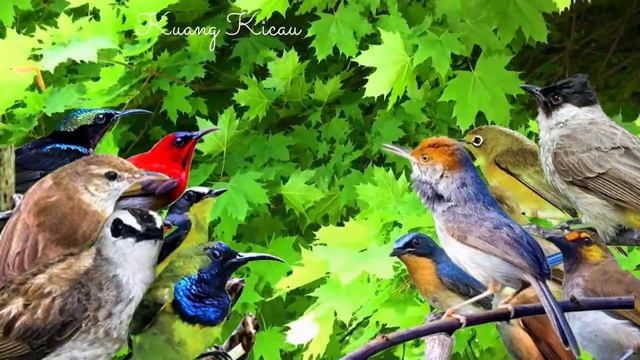 Suara burung Ribut, Mp3 Suara Pikat Burcil Ribut, Dijamin Burung Pada Ngumpul смотреть онлайн