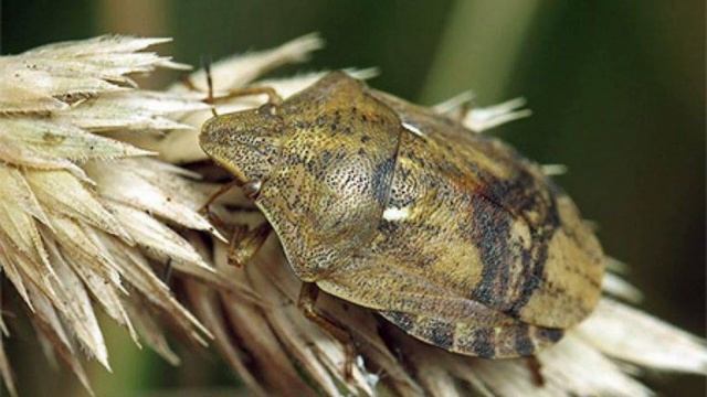 Биология 5 кл. (2023г.) аудио Параграф 24 