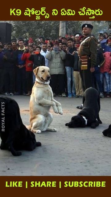 Army dogs are not killed after retirement #shorts #factsintelugu #telugushorts смотреть онлайн