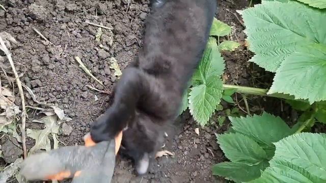 отдай! работать должен Я!!! смотреть онлайн