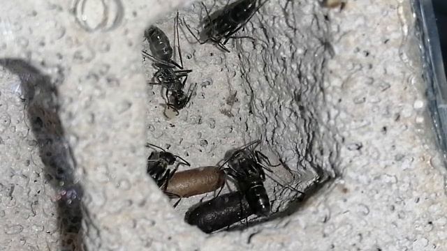 27 มิถุนายน 2564 วันนี้ได้หนามคู่มาเพิ่มอีก 3 ตัว 1/2 #มดหนามคู่ смотреть онлайн