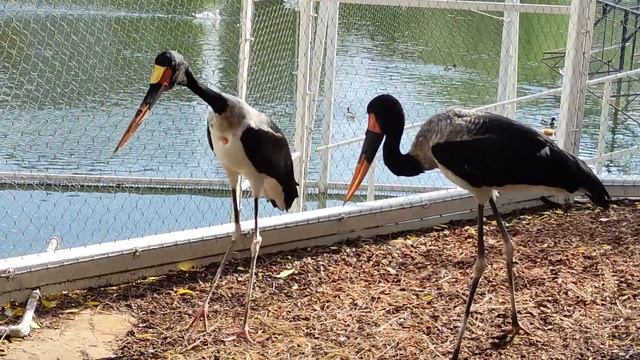 Московский зоопарк 2024. Седлоклювый ябиру смотреть онлайн