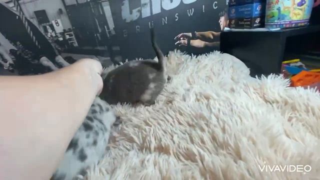 Малыши чихуахуа помет П 💙💙💙 смотреть онлайн