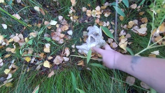 Находка в лесу...