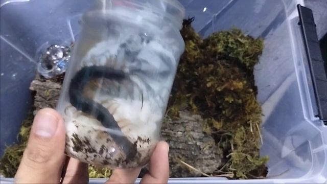 Vietnam Yellow Leg Centipede смотреть онлайн
