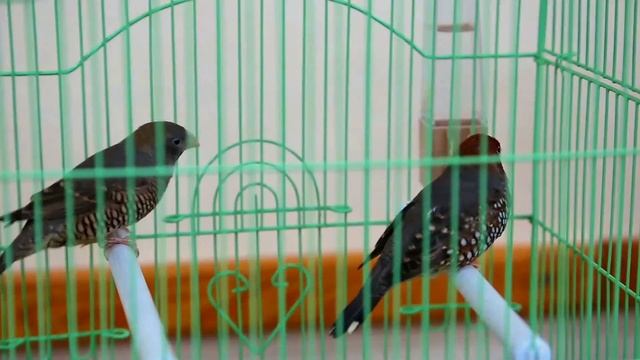 red-headed finch facts 🦜 paradise finch 🦜 found in Africa смотреть онлайн