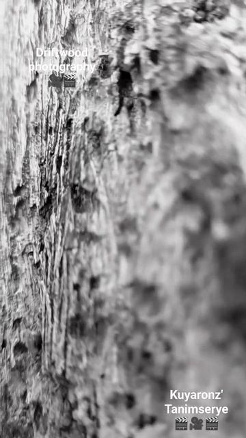 Driftwood photography смотреть онлайн