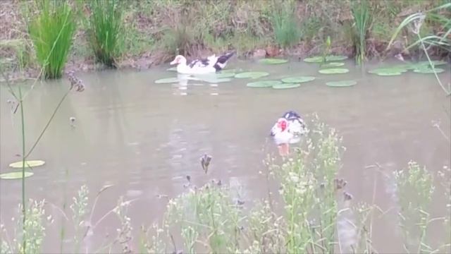Shipping Container House – Ducks update, introducing “Lily” duck смотреть онлайн