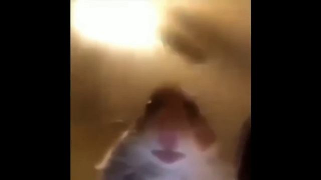 хомяк звонит собаке смотреть онлайн