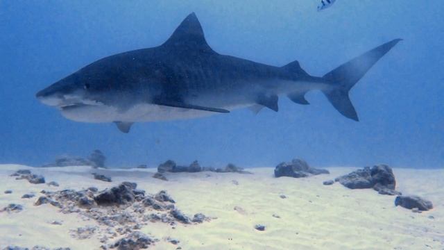 Тигровая акула смотреть онлайн