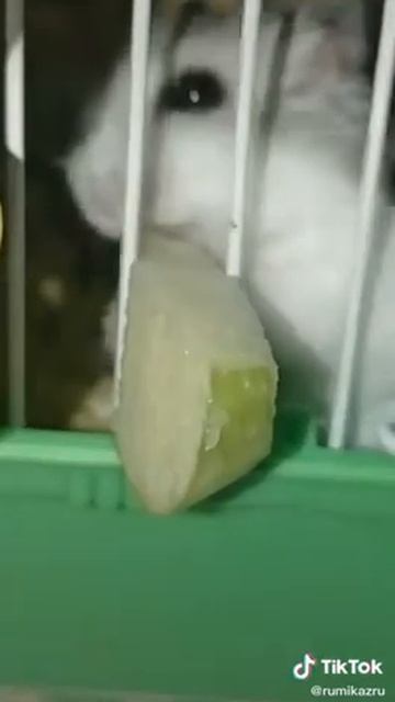 хомяк-покоривший-инет-забираеться-к-кошке-а-потом-пугается-когда-кошка-зевает(2) смотреть онлайн