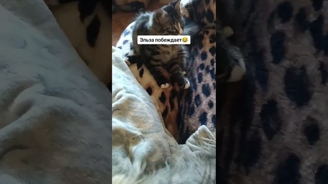 пропала кошечка Эльза прошу вернуть за вознаграждение 🙏🙏🙏😭😭😭 смотреть онлайн