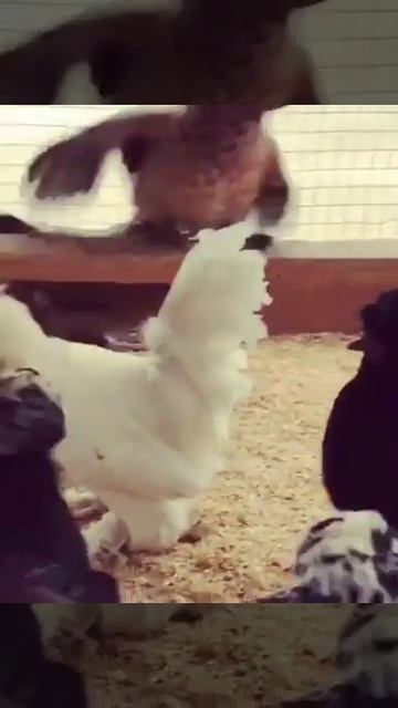 Sultanka смотреть онлайн