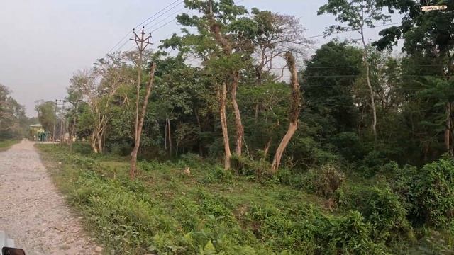 Jaldapara National Park | Jaldapara Jungle Safari | Dooars Tour | Jaldapara Tour 2024 #sanjnaseth смотреть онлайн