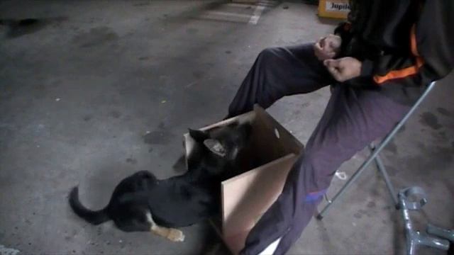 Ringo_1-Box смотреть онлайн