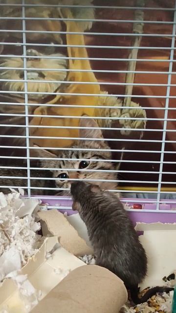 Кошки-мышки) смотреть онлайн