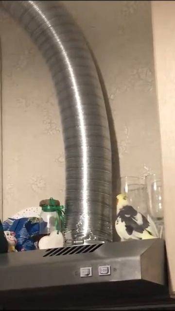 Попугай корелла, играется😉 смотреть онлайн