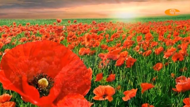 Мұқағали Мақатаев өлеңдері28 смотреть онлайн