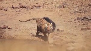 Драки животных