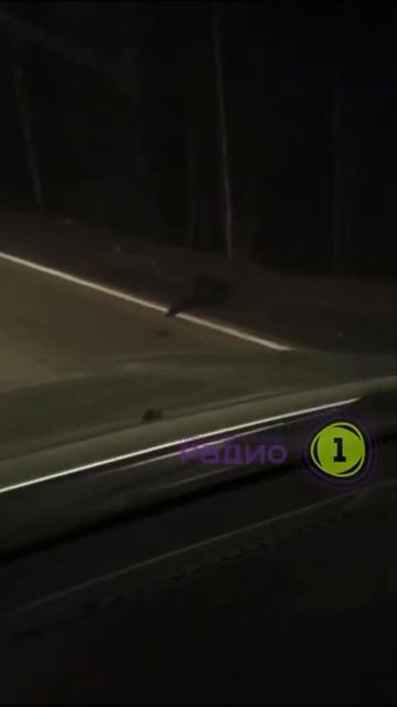 Бобёр на дороге в Наро-Фоминске смотреть онлайн