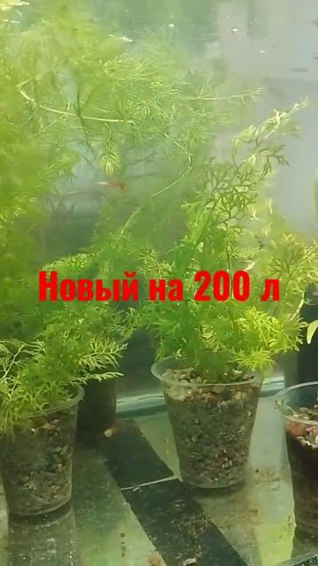 недавнее приобретение на 200 литров смотреть онлайн