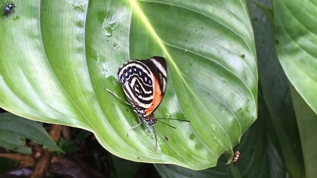 アミュドンアグリアスAgrias amydon /Prepona amydon ピングロ川 2018/10/26 Rio Pingullo, Butterfly of Ecuador смотреть онлайн