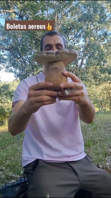 Boletus Aereus