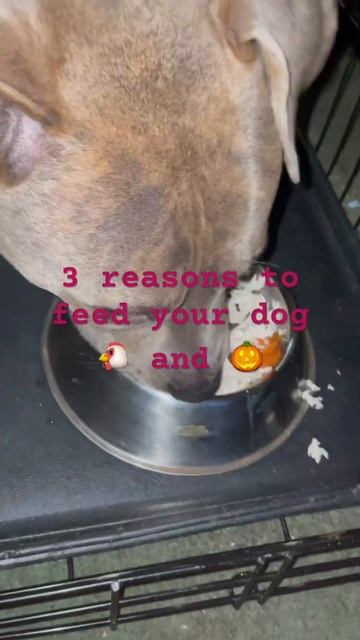 Fiber from 🎃 is good for dogs gut 🐔 good protein for muscle gain and dogs love it #ytshorts #dog смотреть онлайн