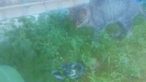 Смертельная битва - кошка против чёрной мамбы - the cat cracks down on the black mamba