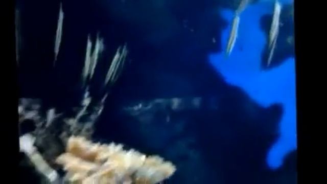 в океанариуме РИОна дмитровке смотреть онлайн