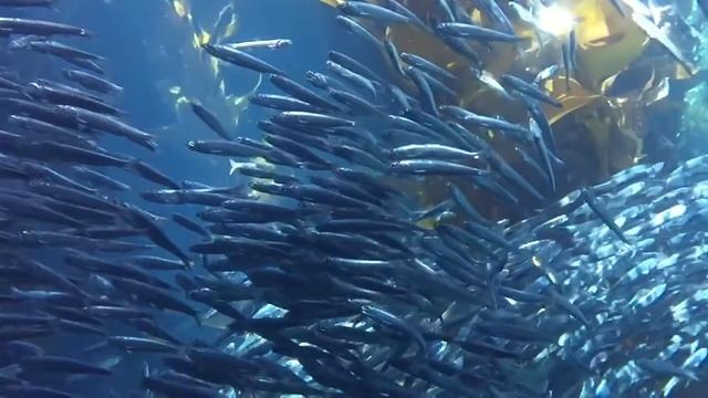 School of Sardines смотреть онлайн