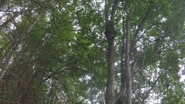 Первый РОЙ....