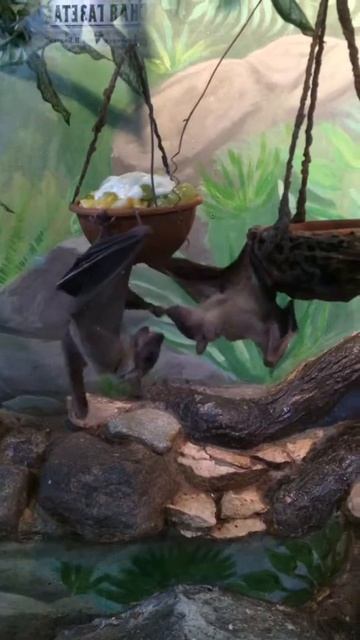 Летучие собаки смотреть онлайн