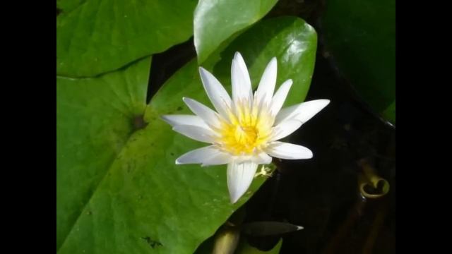 Heart Sutra (Sanskrit)