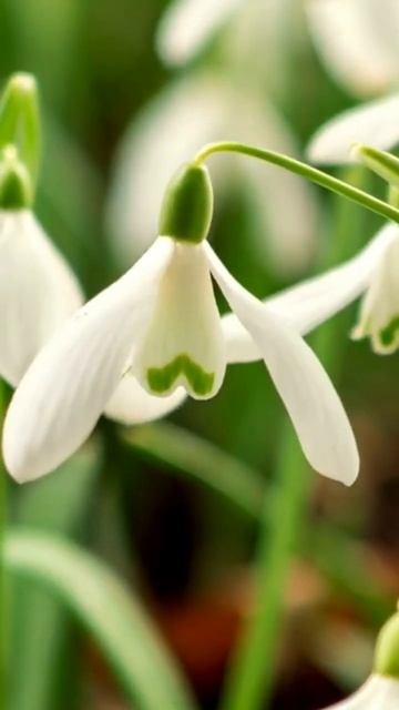 Мечты отпустите в полёт🕊 ГаласьОльга #поэзия #современнаяпоэзия #жизнь #любовь #мечты #полет #стихи смотреть онлайн