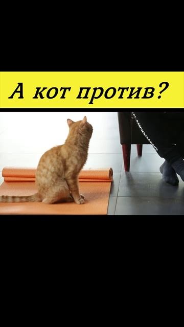А кот против? #shorts смотреть онлайн