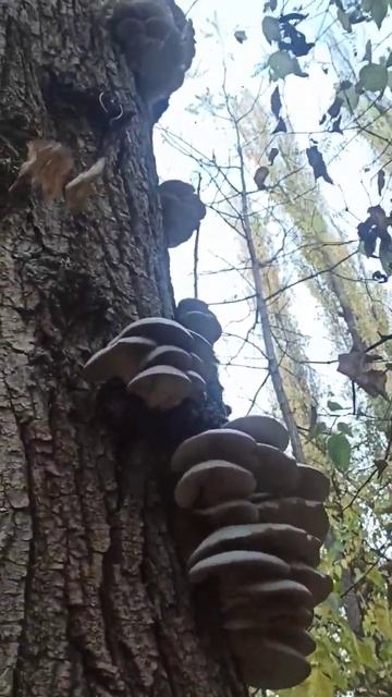 Кому-то повезло! #грибы #mushroom #вешенки #лес смотреть онлайн