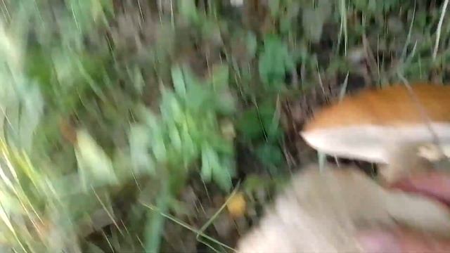 Подосиновики грибы #грибы #видео #грибнойсезон смотреть онлайн
