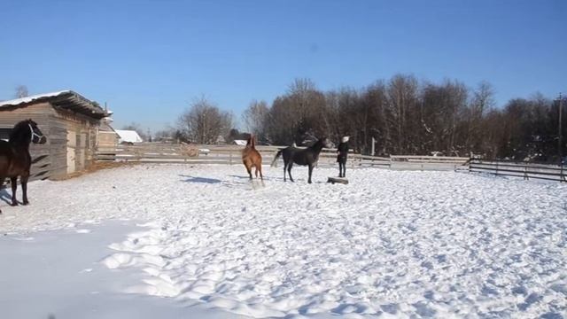 Табун - встречает весну Лошади тоже умеют радоватьсяThe herd welcomes spring смотреть онлайн