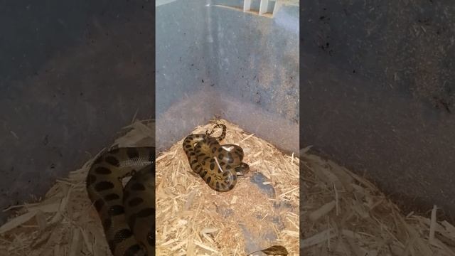 Anaconda Squeezes until poop pops out! (Warning Live Feeding) смотреть онлайн