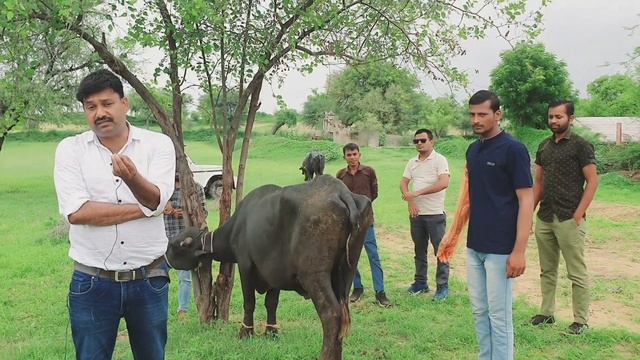 ये गलती करदी तो कभी दूध पर नहीं आएगी 😰 Bhains ko Dudh per kaise laen смотреть онлайн