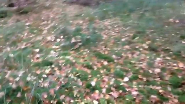 Primitive Technology: mushroom hunting Собираю грибы смотреть онлайн