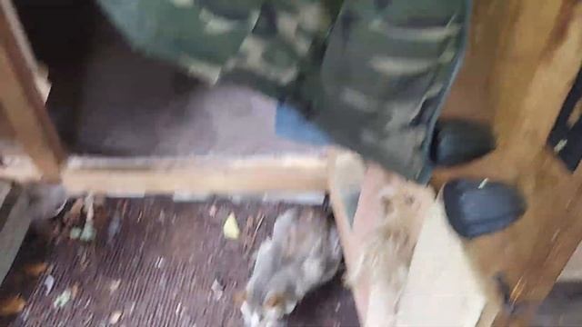 WYCZEKIWANY DESZCZ - nawet popadało trochę: kotki pochowały się choć nie wszystkie: 30.06.2021/13:1 смотреть онлайн