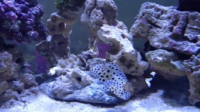 Reef Tank 1 смотреть онлайн