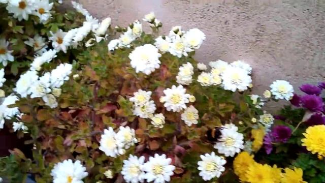 ABEJORRO Bombus 6/11/2020. смотреть онлайн