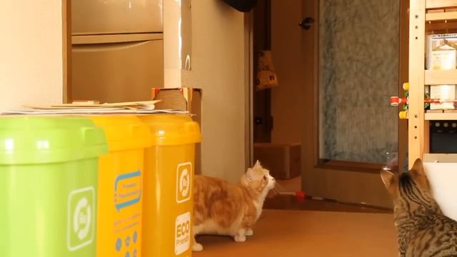 Коты удивлены || FunFailTop 2016 смотреть онлайн