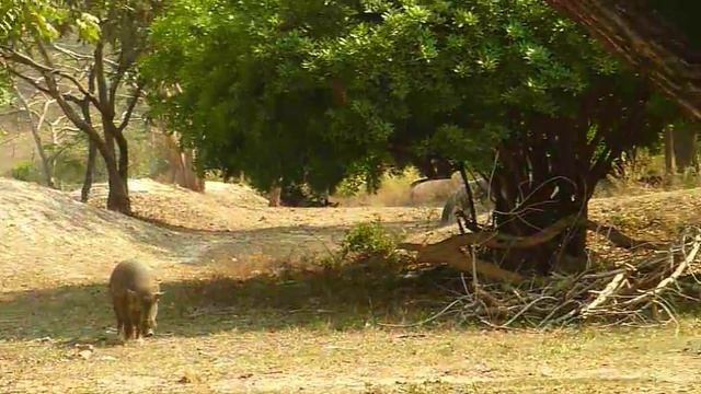 Кабаны гуляют по деревне смотреть онлайн