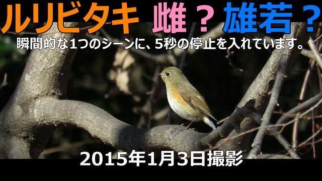 ルリビタキ雌？雄若？（ルリビタキ ◆学名 Tarsiger cyanurus） смотреть онлайн